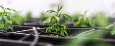 fleur cbd